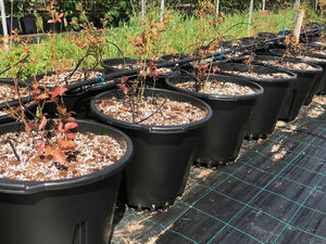 Jardinières pour bleuets respectueuses des racines, pots <span class=keywords><strong>en</strong></span> plastique respirants pour une croissance saine des bleuets - Product Image 6