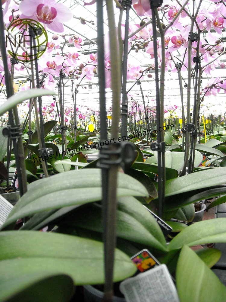 Экономичные палочки для поддержки растений с индивидуальным дизайном, бамбуковая подставка для орхидеи