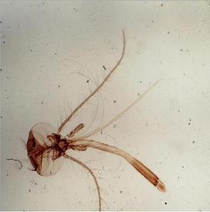 مجهر مختبر للطلاب تعليمي بيولوجي في الهواء الطلق ثنائي المنظار - Product Image 4