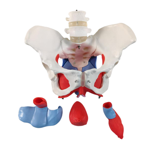 Alat pengajaran dua vertebra dengan panggul wanita dan lantai panggul Model Organ otot dan lantai panggul - Product Image 5