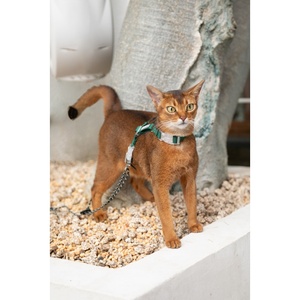 Harnais de chat pour aventures en plein air avec gilet réglable en nylon anti-évasion et veste de sport réfléchissante pour chaton - Product Image 3