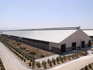 Nuovo Design a basso costo struttura in acciaio mucca capannone prefabbricato in acciaio fattoria edificio per il bestiame struttura in acciaio capanno mucca - Product Image 6