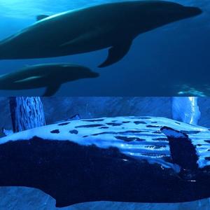 Projection immersive <span class=keywords><strong>Musée</strong></span> des sciences Aquarium Dôme 3D Planétarium Projecteur Écran de projection plein dôme - Product Image 4