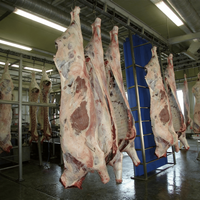 Ligne d'abattage de bétail de grande capacité pour usine d'abattage de bétail de différentes tailles, équipement d'abattoir de bétail