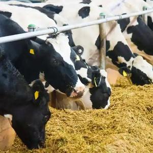 Enzimas Alimentares Promotor De Crescimento Lipase Impulsionador De Absorção & Improver De Conversão De Alimentos - Product Image 5