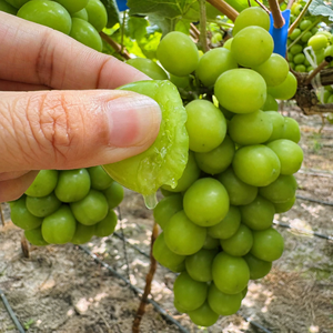 <span class=keywords><strong>Uva</strong></span> Shine Muscat Sin Semillas de Nueva Cosecha, Pulpa Crujiente, Calidad Premium, <span class=keywords><strong>Uva</strong></span> Sunshine Rose para Supermercado - Product Image 3