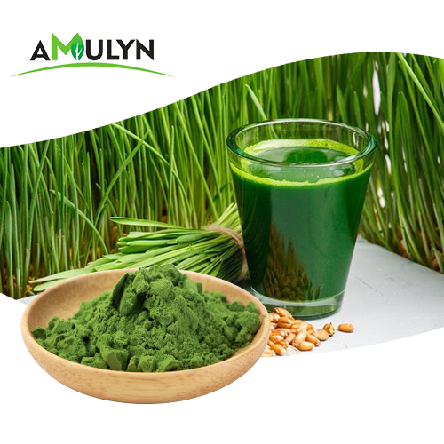 100% Organic Natural Green Wheat Barley Grass juice extract powder