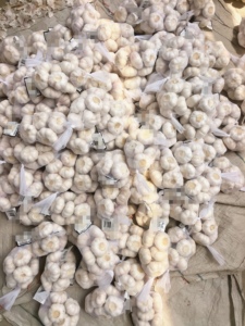 <span class=keywords><strong>Ail</strong></span> blanc normal du Shandong, nouvelle récolte fraîche, 4,5-6,0 cm, pour la transformation alimentaire, au goût très épicé - Product Image 2