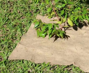 100% <span class=keywords><strong>Feutre</strong></span> de jute biodégradable pour l'agriculture - Product Image 3