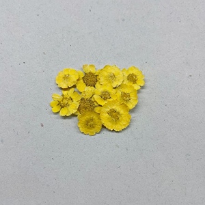 Commercio all'ingrosso piccolo <span class=keywords><strong>Zou</strong></span> Jiao fai da te materiale fiori secchi in rilievo cotone per telefono cellulare colla cosmetici colorante-lavorato pianta essiccata - Product Image 6