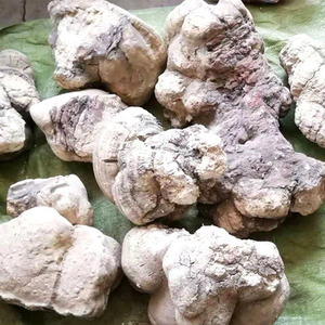 เชื้อราป่าทั้งต้นปรสิต fomitopsis officinalis - Product Image 6