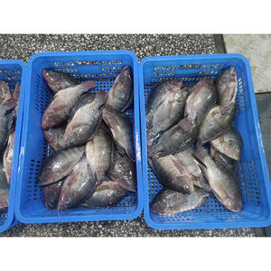 سمك البلطي الكبير المجمد بسكادو كونجيلادو تيلابيا + سعر سمك البلطي المجمد - Product Image 3