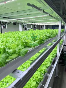 Ferme hydroponique clé en main dans un conteneur 40HQ pour les légumes-feuilles et le <span class=keywords><strong>basilic</strong></span> - Product Image 3