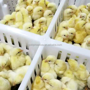 QA casse di plastica per il trasporto di polli dal vivo casse per il trasporto di pollame per piccioni di quaglia - Product Image 6