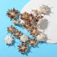 Coquilles d'oursin naturelles pour la décoration de la maison, meilleur prix
