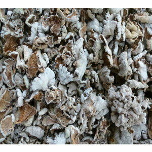 Blanc Naturel Fente Gill Schizophyllum commune <span class=keywords><strong>champignons</strong></span> sauvage séché blanc Fente Gill champignon à vendre - Product Image 2