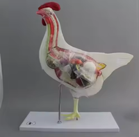 Simulación animal biología Ciencia Escuela Educación abeja anatomía modelo especímenes de plástico