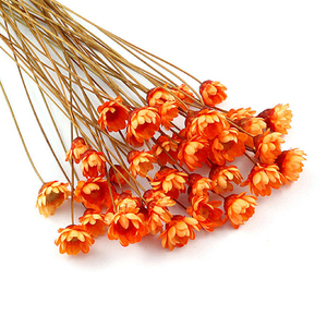 Flores secas decorativas Mini Margarita Ramo de manzanilla 50 tallos Color de otoño Flores secas naturales Margarita de estrella pequeña brasileña - Product Image 6