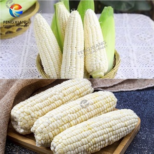 4-11T/h Farm-Use Stainless Steel Motor Automatic <b>Sweet</b> Corn Dehusking <b>Machine</b> High Efficiency Fresh Corn Processing - Product Image 3