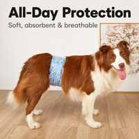 Banda Abdominal para Perro Macho, Lavable y Reutilizable, con Almohadilla Superabsorbente, Anti Marcas, para Orinar con Excitación, 4 Capas a Prueba de Fugas