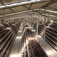 Cage automatique pour poules pondeuses à 3/4 niveaux avec ramassage d'œufs par escalier et abreuvoirs à tétine – Équipement avicole