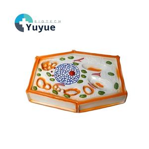 Modelo de Célula Vegetal Ampliada, Material Didáctico Biológico 3D para Botánica y Educación en Ciencias de la Vida - Product Image 1