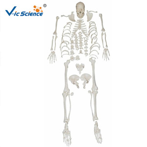 <span class=keywords><strong>Squelette</strong></span> déarticulé avec modèle <span class=keywords><strong>de</strong></span> crâne, <span class=keywords><strong>squelette</strong></span> humain grandeur nature, modèle d'anatomie scientifique médicale - Product Image 1