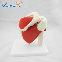 Modelo de Articulación de Hombro de Tamaño Real con Músculos, Modelo Anatómico de Ligamentos Musculares del Hombro Humano, Enseñanza de Ortopedia, CE/ISO/ROHS/CNAS