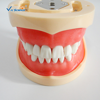 Modelo de Entrenamiento Dental, Modelo de Plástico de Dientes Humanos, Modelo Educativo de Ciencias Médicas