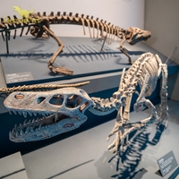 Réplique fossile de dinosaure réel d'art océanique et os de squelette de dinosaure