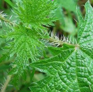 Thé de feuilles d'<span class=keywords><strong>ortie</strong></span> séchées en tranches de qualité supérieure - Product Image 4