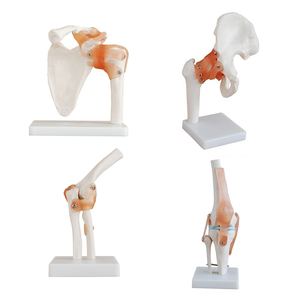 Levensgroot anatomisch <span class=keywords><strong>model</strong></span> van schouder, heup, elleboog, knie en diverse gewrichtscombinaties, trainingsset voor scholen - Product Image 1