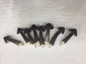 DETAN HORECA utilisant l'usine cultivée stable fournissant des <span class=keywords><strong>champignons</strong></span> de châtaigne royale frais chinois comestibles de haute qualité - Product Image 4