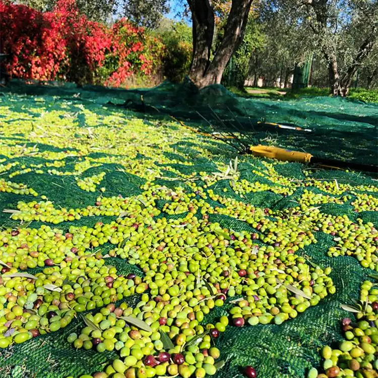 Rete per raccolta di reti per raccolta di olive e di lavaggio verde