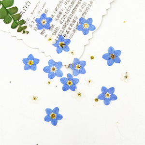 Fleurs séchées à base d'hélium pour la décoration du visage, produit domestique bon marché, délicates, bricolage, micro-sotis naturels, chrysanthème blanc et bleu, 30 pièces, X159 - Product Image 1