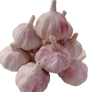Fresh Natural White Galic Purple Garlic Red Garlic From China To Export
