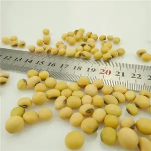 Liangtian 하이 퀄리티 Non-GMO 대량 유기농 콩 공장에서 말린 대두가 가장 저렴한 가격으로 직접 판매