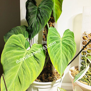 <span class=keywords><strong>Support</strong></span> de plantes grimpantes pour plantes d'intérieur, poteaux en mousse plastique pour la maison, plantes de <span class=keywords><strong>jardin</strong></span> - Product Image 5