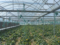 Serre à film multi-travées hydroponique à haut rendement pour la laitue, les tomates et les fraises-Système automatisé et économe en énergie