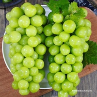 Premium Export Groene Druiven Hoge Suikergehalte Grote Bes 12g Vers Fruit Zonneschijn Roos Druiven voor Supermarkt