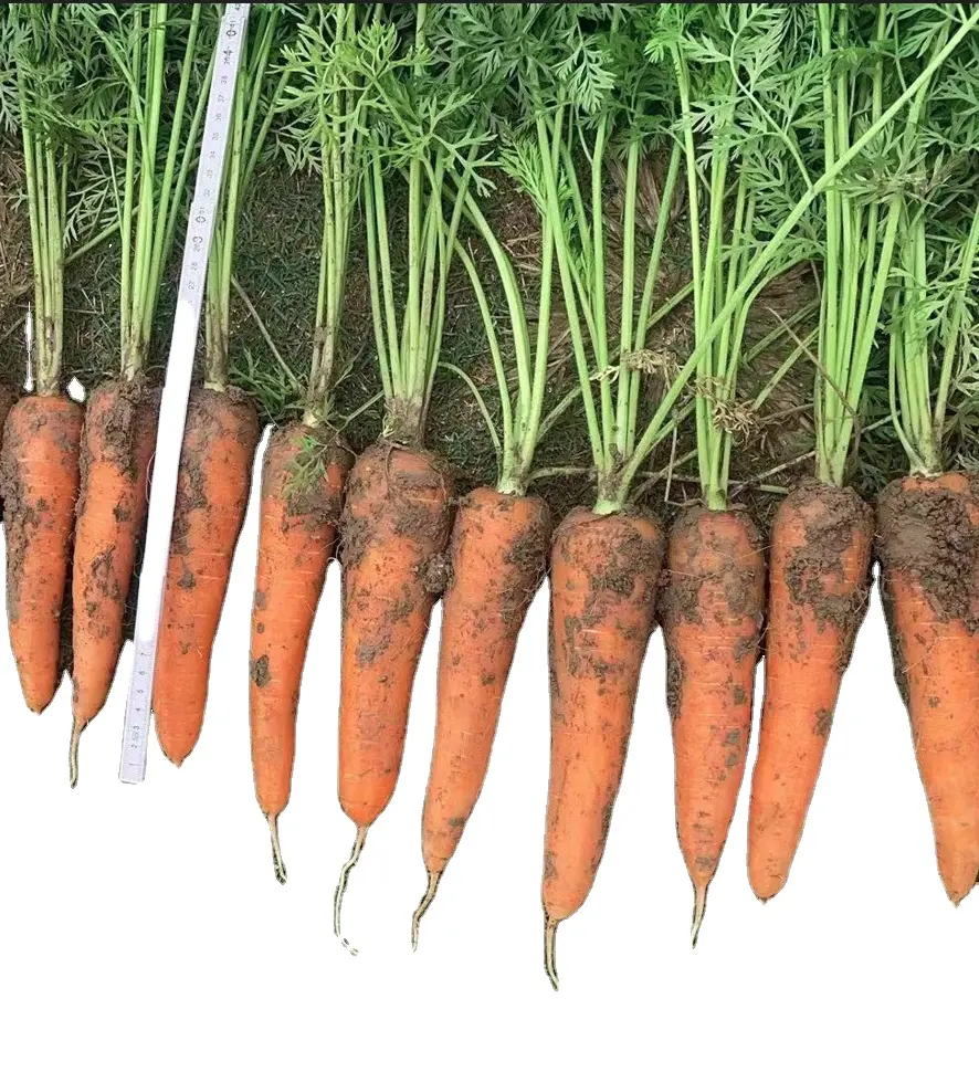 ताजा गाजर शेडोंग चीन में निर्मित सस्ता गाजर
