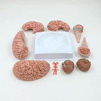 Modelo de Anatomía Cerebral para Enseñanza Médica DARHMMY, Hecho de PVC, Compuesto por 9 Partes