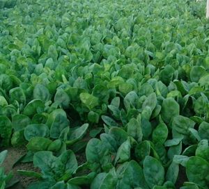 Natuurlijke Energie Ondersteuning Spinazie <span class=keywords><strong>Extract</strong></span> <span class=keywords><strong>Capsules</strong></span> Biologische Spinazie <span class=keywords><strong>Capsules</strong></span> Met Vitamines - Product Image 2