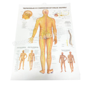 Tableau d'affiches anatomiques médicales en relief 3D en plastique/<span class=keywords><strong>pvc</strong></span> avec impression personnalisée - Product Image 5