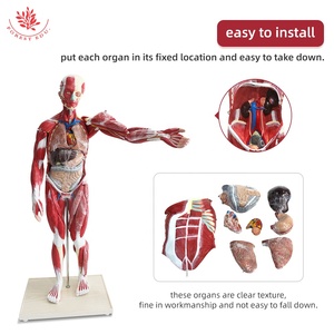 Modelo Anatómico de <span class=keywords><strong>Esqueleto</strong></span> <span class=keywords><strong>Humano</strong></span> de 27 Partes y 80 cm, Modelo Muscular <span class=keywords><strong>Humano</strong></span> para Ciencias Médicas, Modelo de Anatomía Muscular Humana - Product Image 5