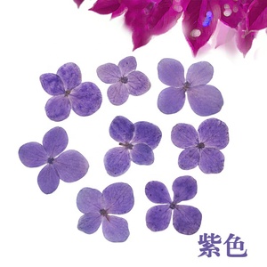 Flor prensada Real seca Hortensia - Product Image 6