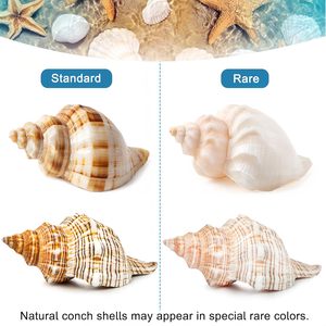 5 Stuks Extra Grote Heremietkreeft Schelpen Natuurlijke Zeeschelp Maat 3 " - 4.7" Openingsmaat 1.6" - 2.7" Turbo Zeeschelpen Voor Heremietkreeft - Product Image 6