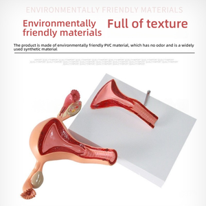 Modèle d'anatomie de l'organe reproducteur interne féminin, outil de démonstration pédagogique en sciences médicales, modèle d'utérus en PVC pour la gynécologie - Product Image 4