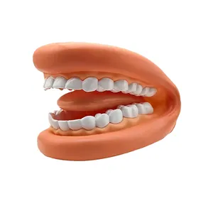 Guante tipo PVC suave modelo de dientes grandes para niños entrenamiento de idiomas herramienta de enseñanza de jardín de infantes juguetes de cepillado para niños