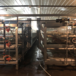 Nuovo Sistema di Gabbie per Pollame Tipo Split con Canale di Raffreddamento, Zincato a Caldo, Alta Produttività, 90-200 Polli per Set - Product Image 6